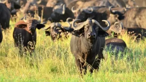 Buffalos at Masai safari