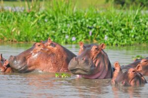 Hippos in a pool at Masai Mara