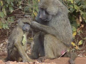 Baboons 