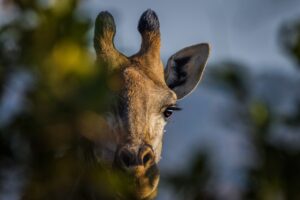 A portrait of a giraffe.