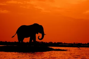 A silhouette of an elephant during sunset.