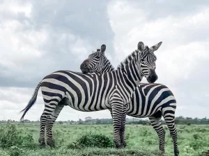 Zebra at Amboseli safari