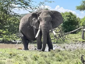 Elephant at masai Mara safari