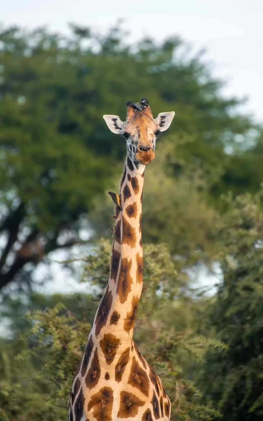 Wildlife species to see on a Kenyan safari