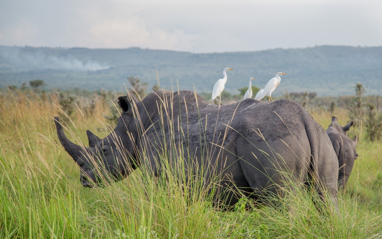 Planning a Family Safari in Uganda