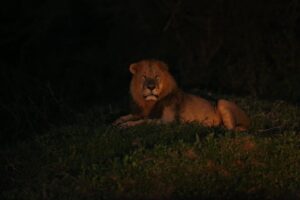 Lion in the night