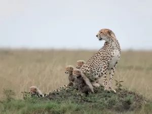 Cheetah with her cabs