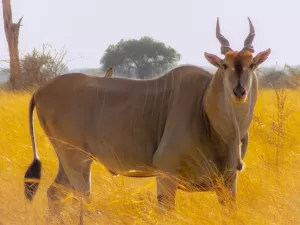 Eland at Samburu