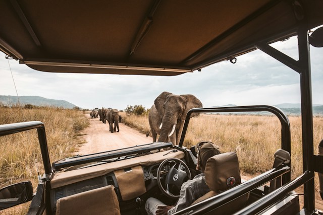 Eco-friendly safaris.