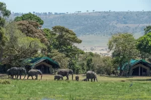 A tended camp surrounded by elephants representing an eco-friendly accommodation.