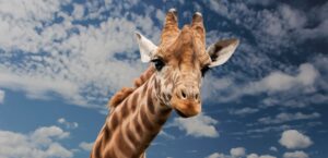 giraffe under white clouds