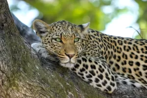 Leopard on brown trunk tree.