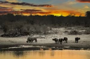 Rhino beside a body of water during sunset.