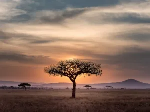 A tree during a sunset in Serengeti