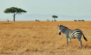 Zebras in a national reserve in Kenya
